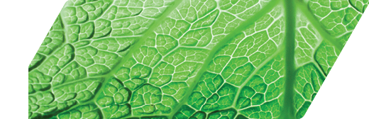 Savoy cabbage superfood texture